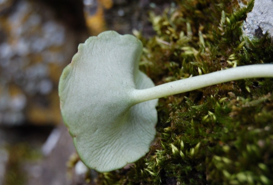 Una determinazione. - Umbilicus sp.